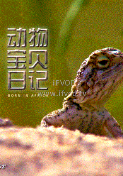 動物寶貝日記(全集)