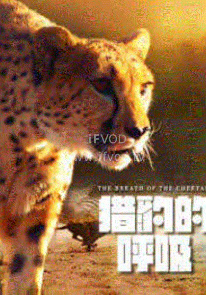獵豹的呼吸(全集)